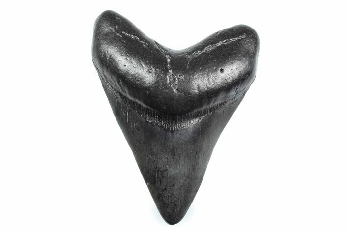 Fossil Megalodon Tooth - South Carolina #362574